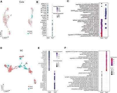 Single-Cell RNA-Seq Reveals the Cellular Diversity and Developmental Characteristics of the Retinas of an Infant and a Young Child